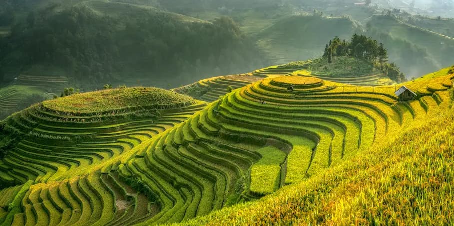Green rice terraces on a hillside in Vietnam